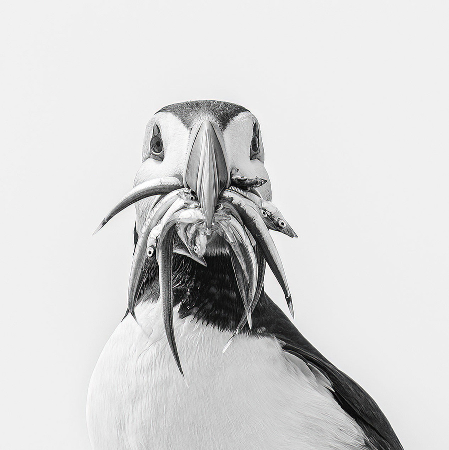 2nd - Dinner on its way - Sheila Stanger